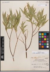 Foto von Salix caudata (Nutt.) A. Heller